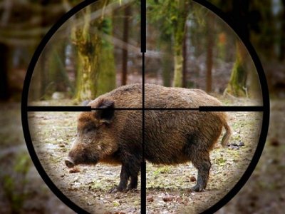 Два акта са съставили от Държавното горско стопанство на ловец