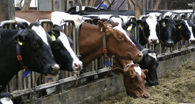 Браншовите организации на животновъдите в страната настояват за оставката на