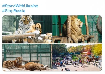 Шефът на зоопарка в Харков Александър Фелдман обяви че може