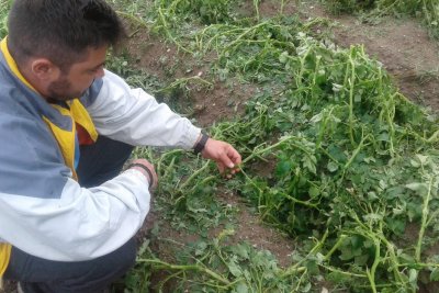 Продукцията на много земеделци от Пловдивско беше унищожена от градушката