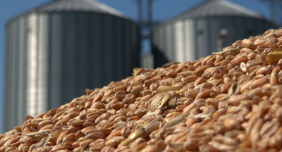 Постигнато е споразумение Северна Македония да внася пшеница от България