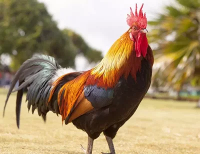 Откриха птичи грип сред кокошки в Пловдивско