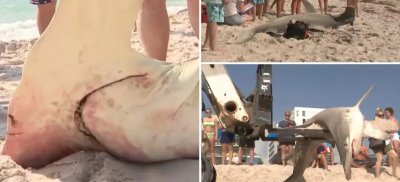 Посетителите на плаж във Флорида бяха шокирани след като се
