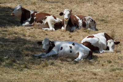 Полицаи и ветеринари са открили мъртви крави при проверка на