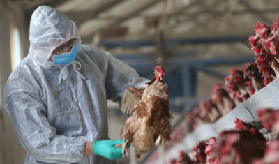В Китай регистрираха първи случай на човек, заразен с птичи грип