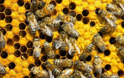 Биолози от Австралия научиха пчели да разпознават четни и нечетни
