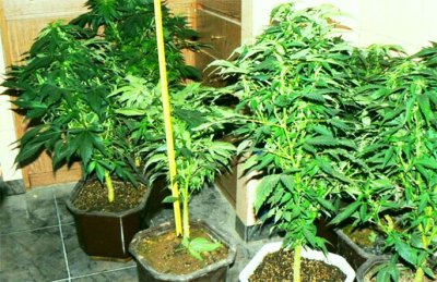 Разбиха нарколаборатория в столичния квартал "Люлин"