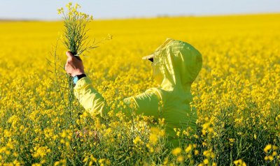 Приеха на първо четене промени в Закона за ГМО
