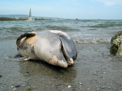 За мъртви делфини по пясъчната ивица в Бургас сигнализират граждани
