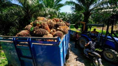 Малайзия планира да намали данъка за износ на палмово масло