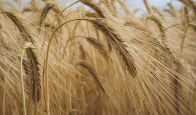Украйна ограничи износа на зърно към Молдова и Румъния
