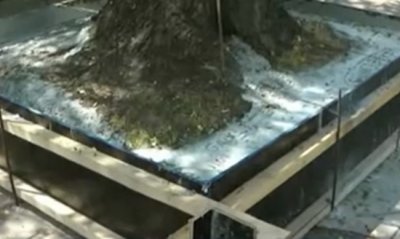 Множество негативни реакции сред жителите на Русе предизвика бетонирано дърво