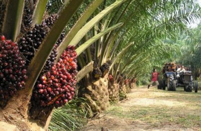 Индонезия разреши износът на палмово масло да бъде възобновен