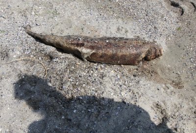 Открит е мъртъв делфин от вида муткур на плаж Смокиня