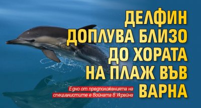 Делфин доплува близо до хората на плаж във Варна
