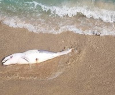 Бебе делфин изплува тази сутрин на плаж Болата За това