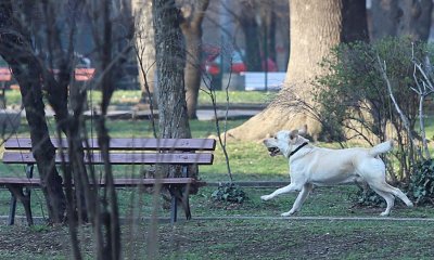 Разходка на куче без каишка е най-честото нарушение в софийските паркове