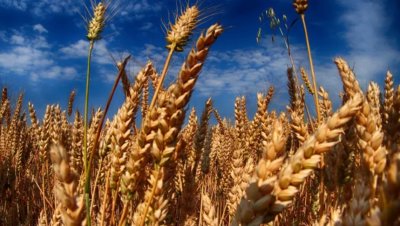 ШОК: Световните запаси на пшеница стигат само за 10 седмици