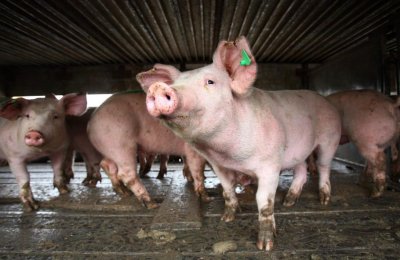 Сърбия потвърди: Имаме африканска чума по свинете
