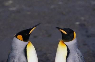 Гей двойка пингвини осинови яйце в берлински зоопарк