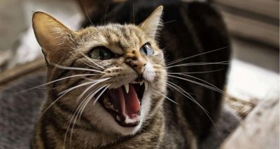 Разработиха ваксина срещу алергична реакция към котки