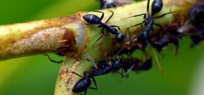 Мравки - зомбита откриха учени