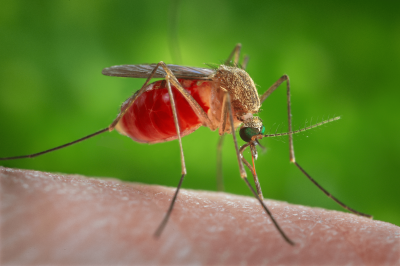 Комарите обичат потни мъже и бременни жени