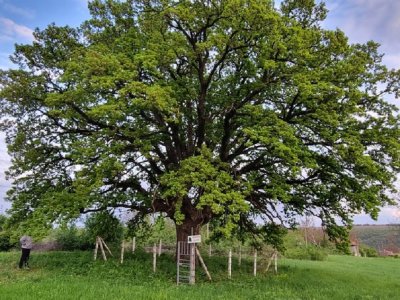 Вековно дърво в поповското село Иванча преплита в клоните си