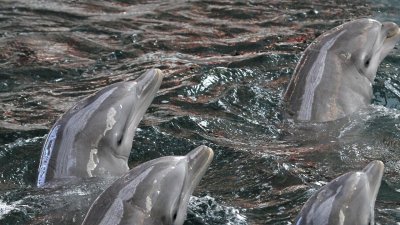 За нашествие на делфини по българското крайбрежие алармират рибари Според