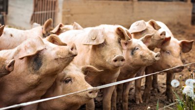 Виетнам направи ваксина срещу африканска чума по свинете
