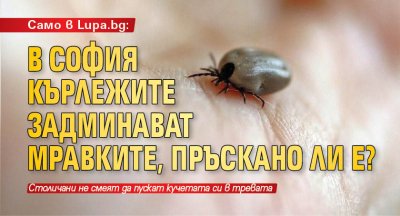 Само в Lupa.bg: В София кърлежите задминават мравките, пръскано ли е?