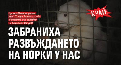 КРАЙ: Забраниха развъждането на норки у нас