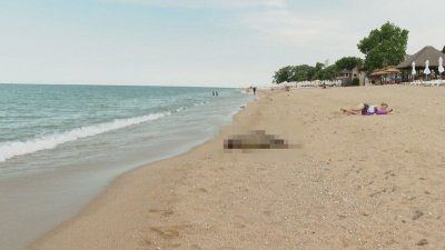 Мъртви делфини гният на плажа в Златни пясъци Реакция обаче