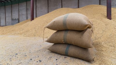 Египет е най големият вносител на пшеница в света като годишно