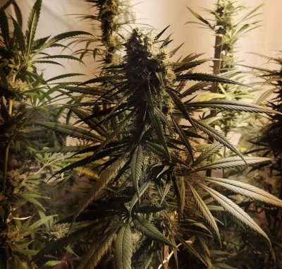 Нива с канабис откриха полицаи край Видин