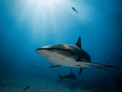 Откриха акула с плоски зъби, живяла преди милиони години