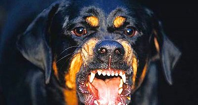 Куче ухапа жена в Софийско стопанинът избяга съобщиха от полицията На 20