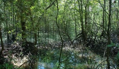 Учени са открили в карибско мангрово блато в Гваделупа най голямата