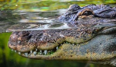Крокодил изяде мъж пред очите на приятелите му