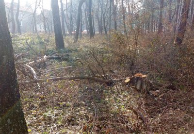 Възрастна гъбарка се загуби в гората над Ракитово, спасиха я 