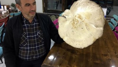 Турчин откри рядка гъба гигант