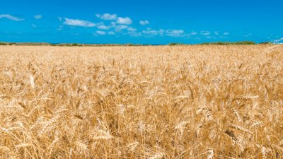 Правителството се отказа да купува пшеница за 1 милиард лева