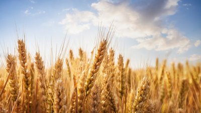 Износът на зърнени култури от Украйна е намалял с 43
