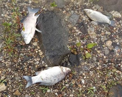 Втори месец продължава мистерията защо умира рибата в язовир Студен
