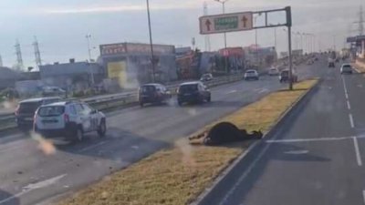 Заради мъртва крава на пътя: Катастрофа на Околовръстното в София