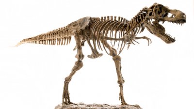 Фосилизираният скелет на родственик на Тиранозавър рекс бродил по Земята