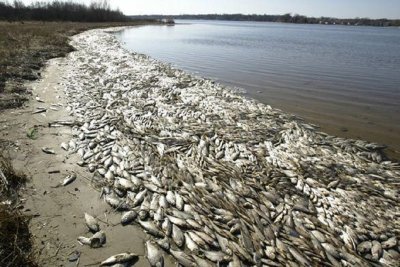 Измирането на рибата не е причинено от изпускане на замърсени