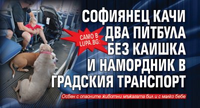Само в Lupa.bg: Софиянец качи два питбула без каишка и намордник в градския транспорт