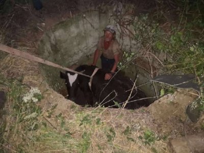 Пожарникари спасиха крава паднала в шахта в сливенското село Сотиря