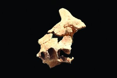 Новооткрита в Испания вкаменена челюстна кост включва зъб и разкрива